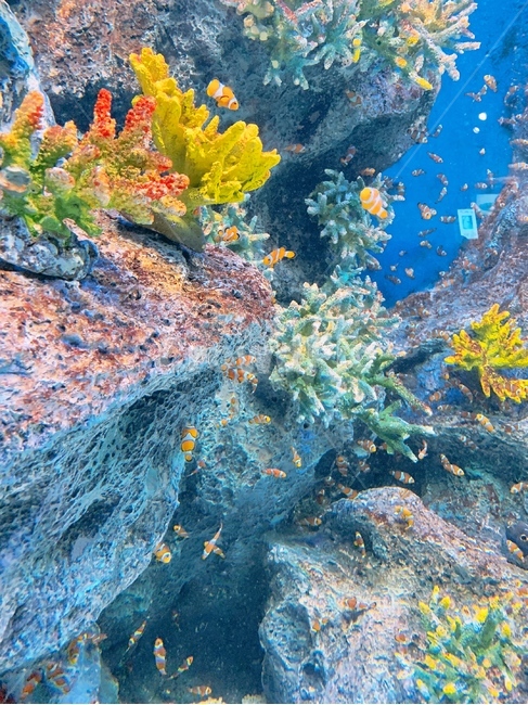 니모,바다,산호,풍경,파랑,동물,animal,어류,물고기,fish