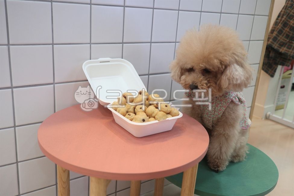 poodle,snack,cute animals,cute,Cute puppy,brown poodle,puppy,animal,dog,pet