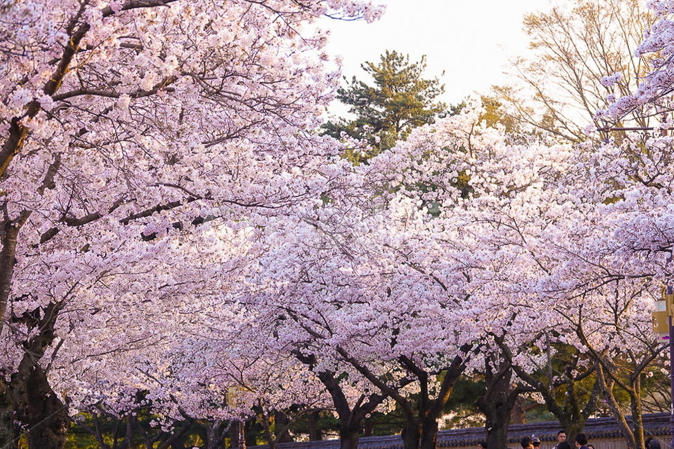 벚꽃,벚꽃나무,벚꽃놀이,꽃놀이,노을,풍경,자연