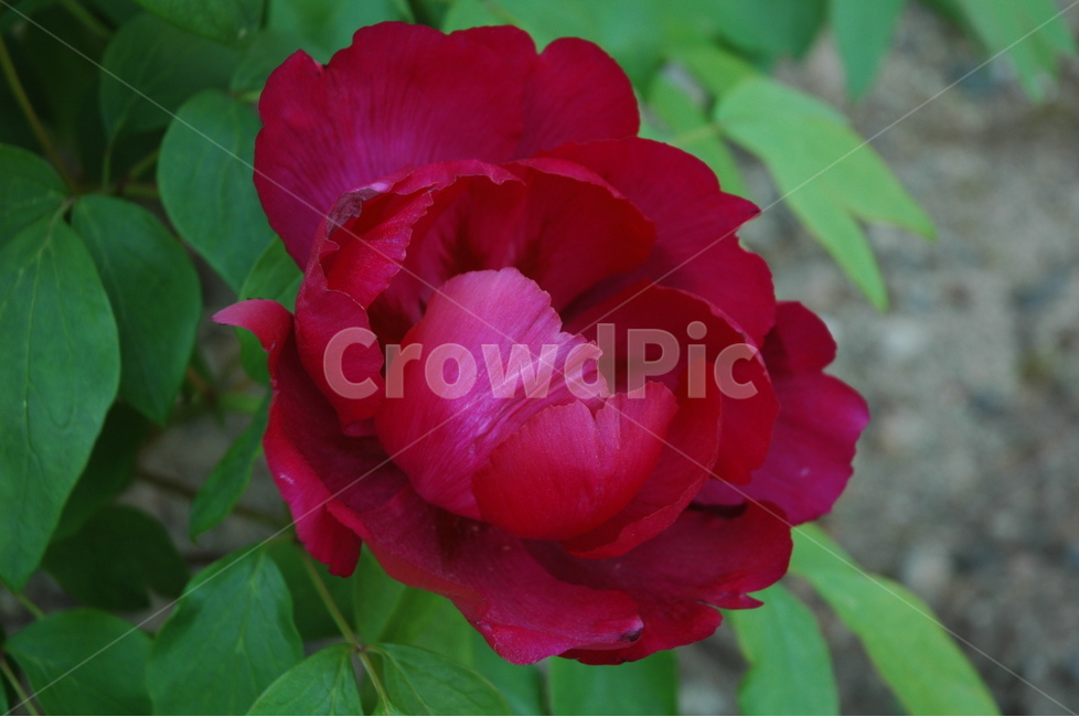 모란,목단,모란꽃,paeoniasuffruticosa,treepaeony,부귀,식물,자연,plants,nature,꽃,flower