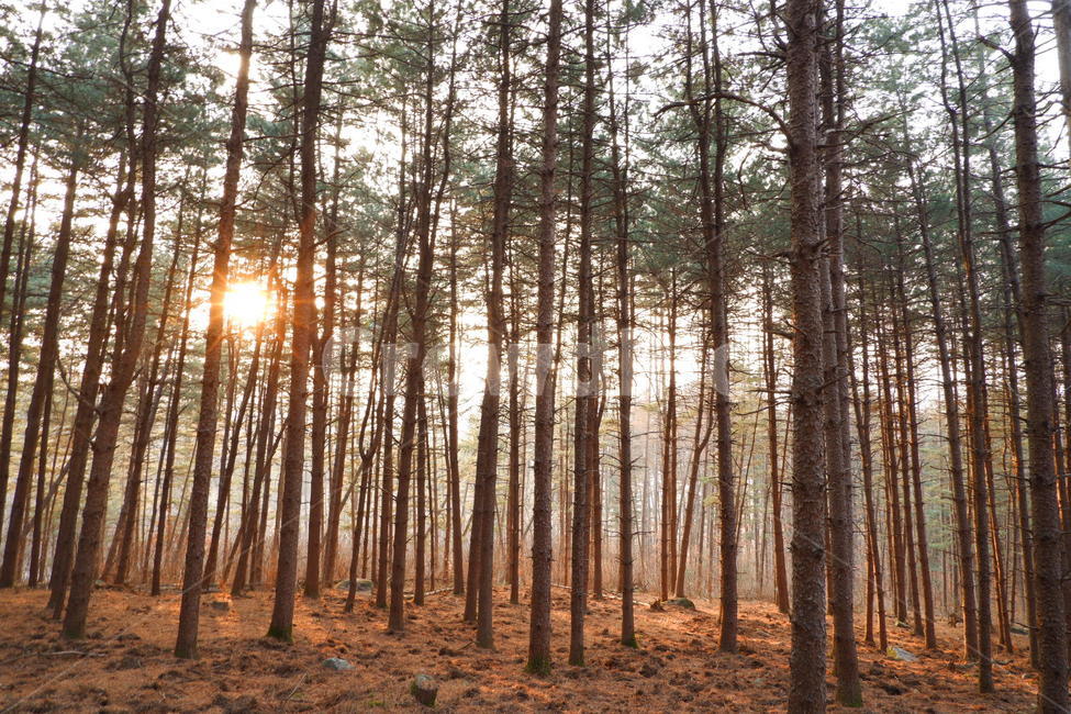 숲,나무,자연,햇살,해질녘,숲속,자연,풍경,nature,landscape,plant,식물,tree,vegetation,초목,woodland,삼림지,forest,land,땅,outdoors,옥외,grove,작은 숲