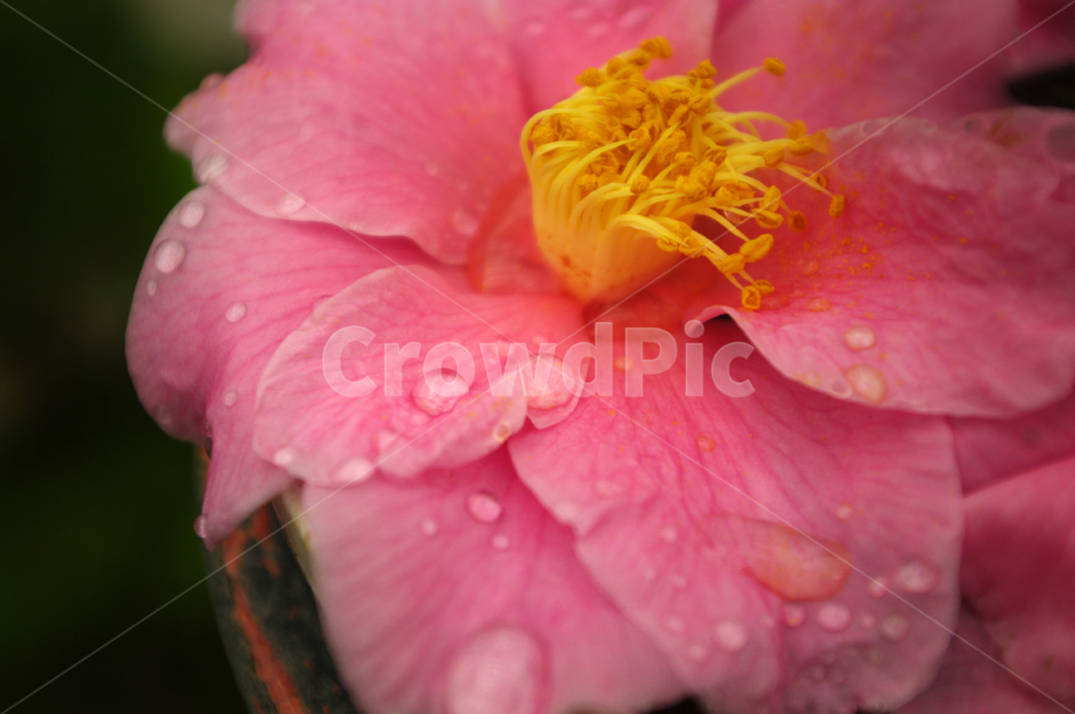 꽃,flower,식물,color,동백꽃,식물,자연,plants,nature,꽃,flower