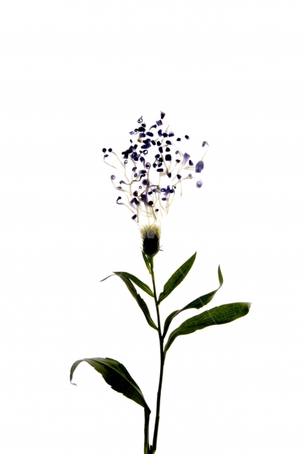 꽃,누끼,flower,실루엣,silhouette,식물,자연,plants,nature,꽃,flower,누끼,remove background