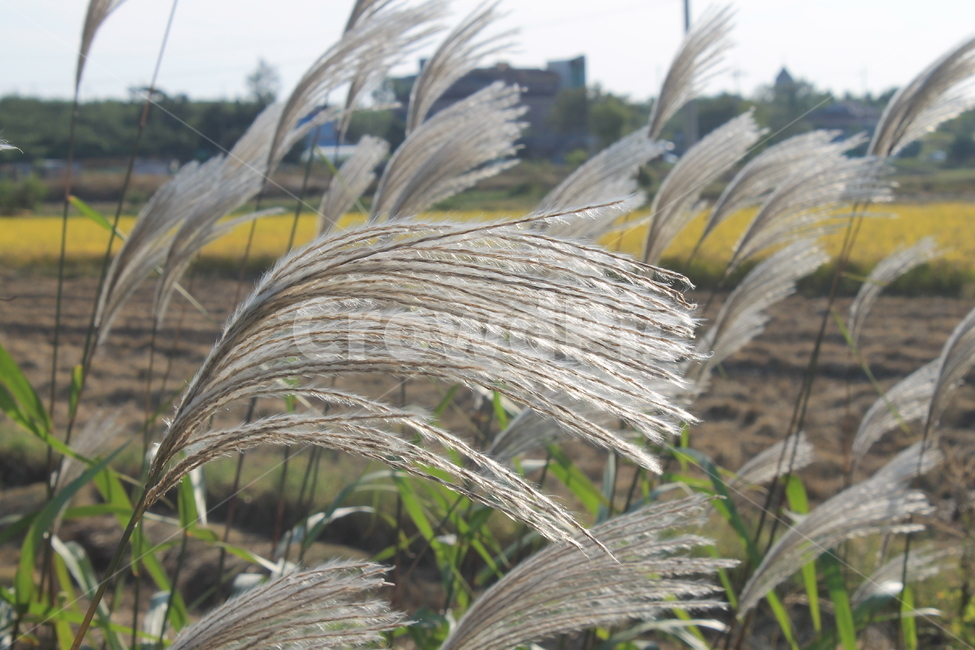 plant,식물,reed,갈대,가을,autumn,fall