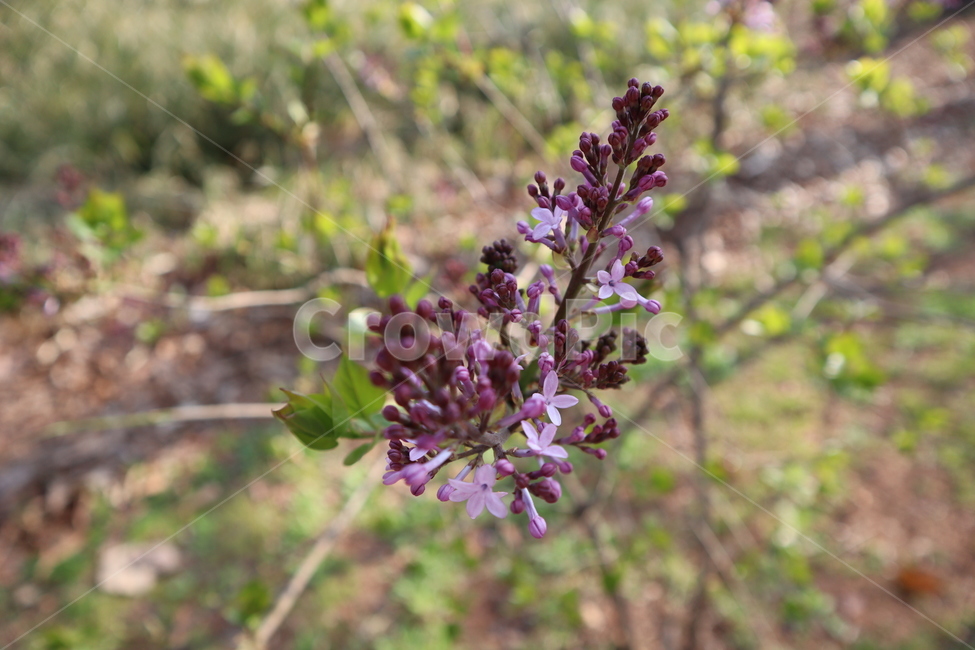 flower,봄,꽃,연보라색,연보라꽃