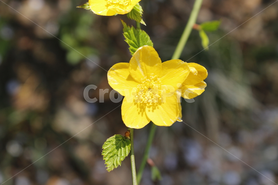 노란색,노란꽃,꽃,꽃잎,봄,봄,계절,spring,season,식물,자연,plants,nature,꽃,flower,plant,geranium,제라늄,blossom