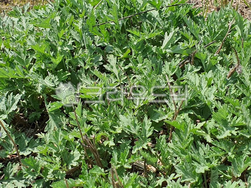 plant,식물,쑥,봄쑥,건강식,어린쑥