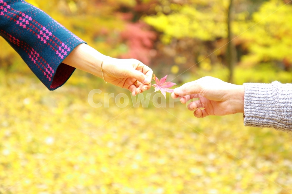 연인,커플,자연,낙옆,가을,계절,잎,단풍,손,사람,인물,감성,people,leaf,autumn,fall,season,nature,love,러브,사랑,couple,감정,데이트,가을,계절,fall,autumn,season,사람,인물,인간,human,person,신체일부,몸,body,연인,커플,사랑,lover,couple,감정표현,기분,feeling,emotion,감성,sensible,hand,sock,양말