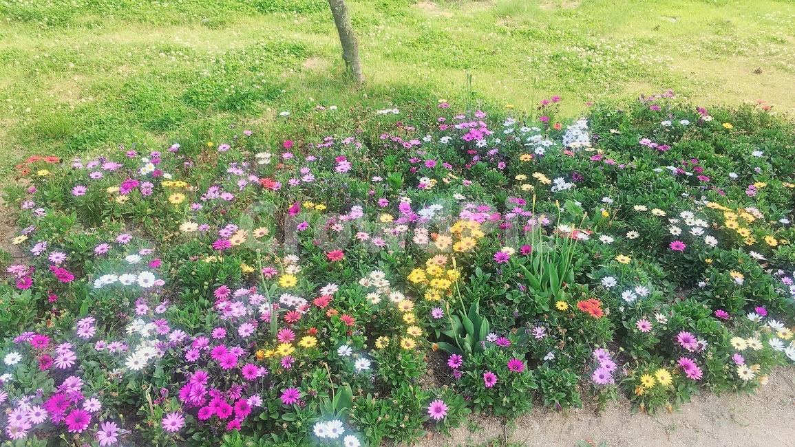 공원,꽃,꽃밭,산책,소풍,잔디,잔디밭