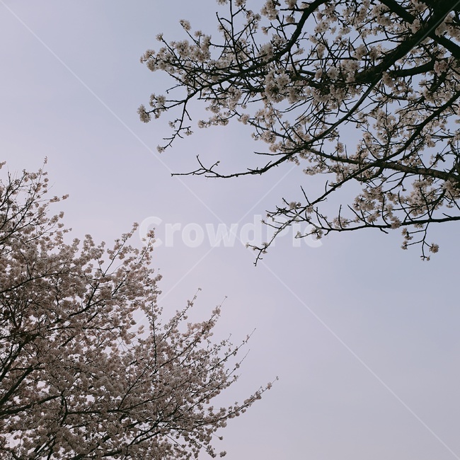 벚꽃,하늘,꽃,저녁하늘,봄,저녁,노을,봄꽃,벚나무,cherryblossoms,blossom,벚꽃하늘,계절,식물,나무,아름다운,자연