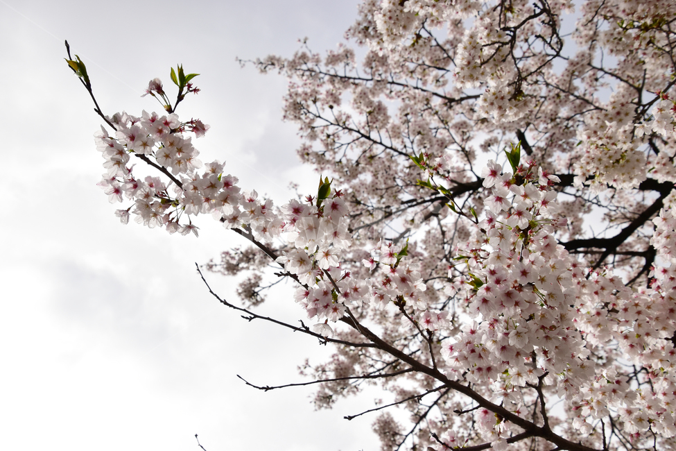 배경,아름다운,자연,나무,벚꽃,구름,하늘,background,beautiful,nature,tree,blossom,clouds,sky,봄,계절,spring,season,식물,자연,plants,nature,꽃,flower,plant