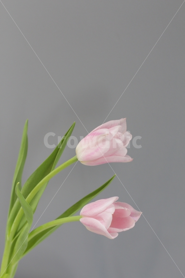 튤립,꽃,플라워,식물,꽃사진,tulip,nature,beautiful,flower,배경화면,식물,자연,plants,nature,꽃,flower,누끼,remove background