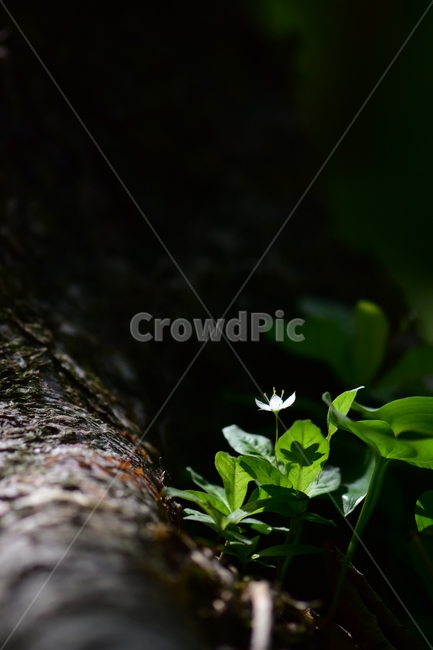 참기생꽃,야생화,식물,자연,생태,꽃,힐링,플라워,wildflower,flower,plants,nature,season,감성,느낌,emotion,feeling,앵초목,앵초과,기생꽃속,여러해살이풀,희귀식물
