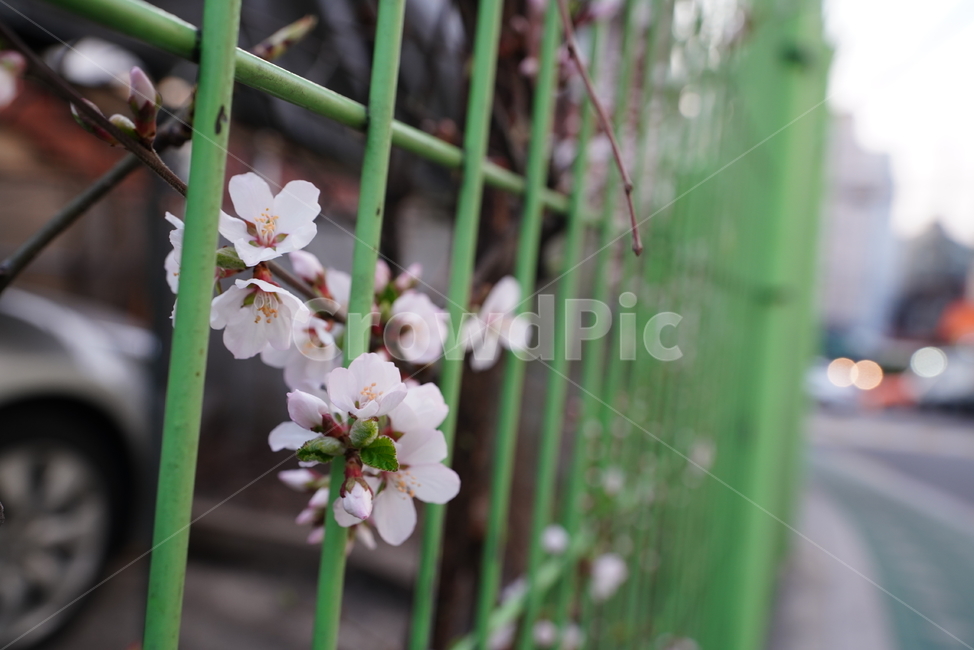 벚꽃,봄꽃,봄,계절,느낌,감성,색감,화이트,꽃,플라워,생물,식물,flower,생명,식물,자연,plants,nature,꽃,flower