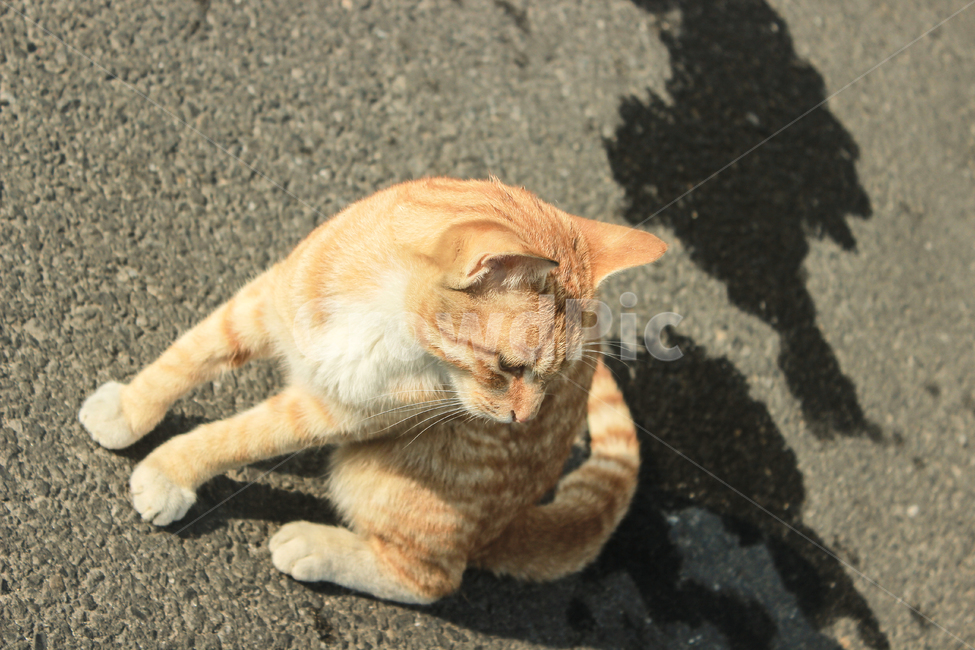 고양이,치즈태비,그루밍,cat,동물,애완묘