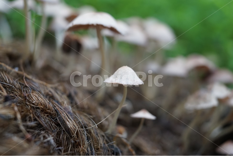 자연,버섯,nature,mashroom,우산,버섯,mushroom