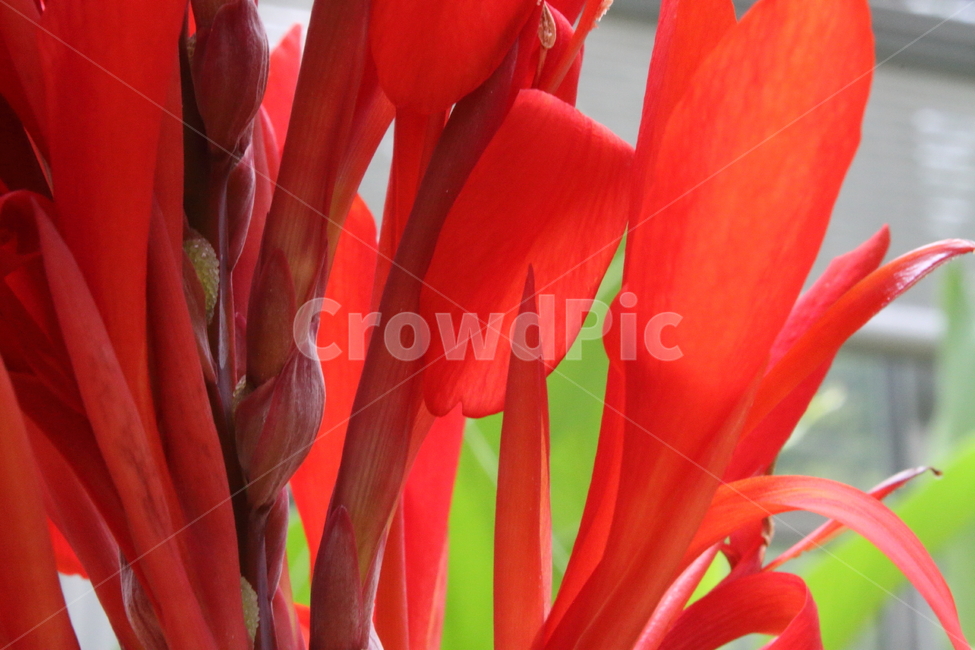 꽃,홍초,칸나,식물,canna,식물,자연,plants,nature,꽃,flower