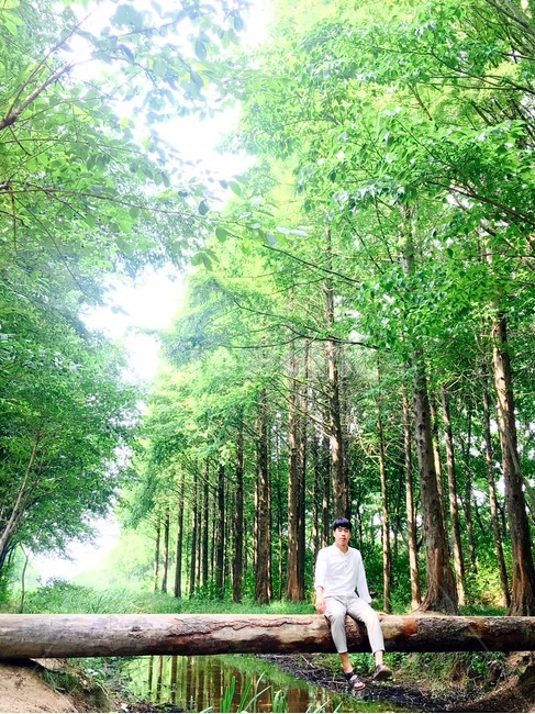 나무,숲,관광지,tree,forest
