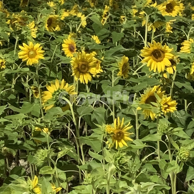 감성,식물,해바라기,sunflower,꽃,flower