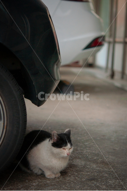 귀여운,수염,털,야생,배경,포유류,고양이,동물,애완동물,cute,beard,fur,wild,background,mammals,cats,animals,pets,바퀴,타이어,tire,wheel,동물,animal,포유류,mammal,고양이,cat,kitten,kitty