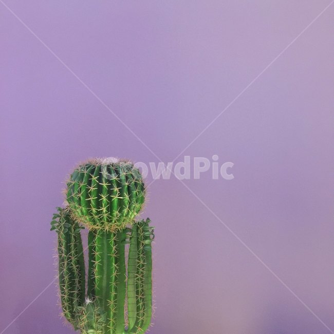 plant,식물,cactus,선인장,보라,보라색,식물,자연,plants,nature