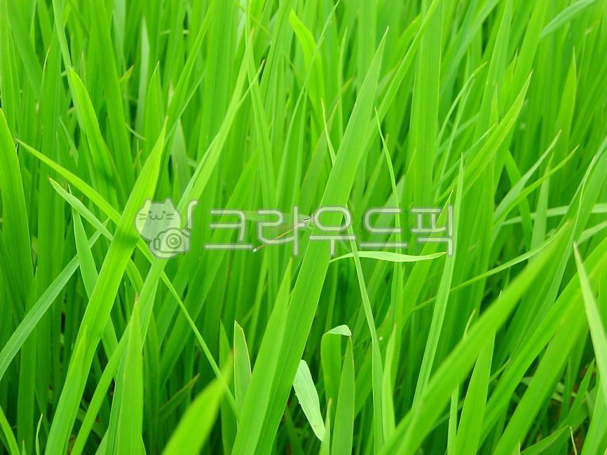 잠자리,물잠자리,풀잠자리,실잠자리,곤충,벼,논,쌀,물,동물,insect