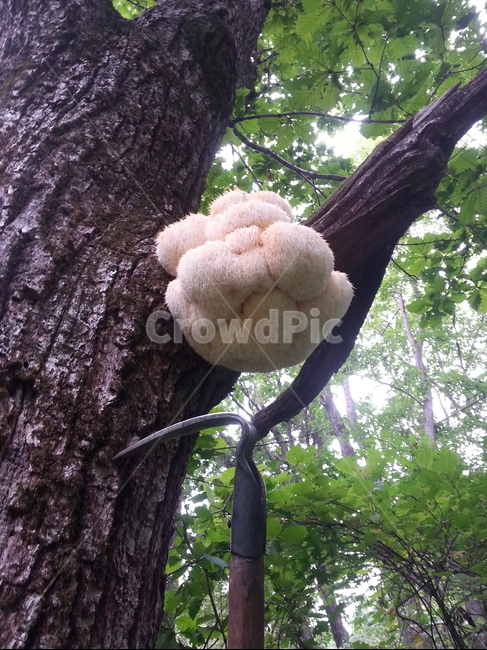 노루궁뎅이버섯,궁뎅이버섯,버섯,자연산버섯,야생버섯,식물,자연,plants,nature,버섯,mushroom