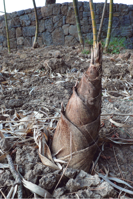 죽순,새싹,봄,생명,대나무,plant,produce,음식,bambooshoot,vegetable,야채,bamboo