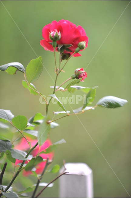 장미,자연,5월,빨간꽃,초록,식물,자연,plants,nature,꽃,flower