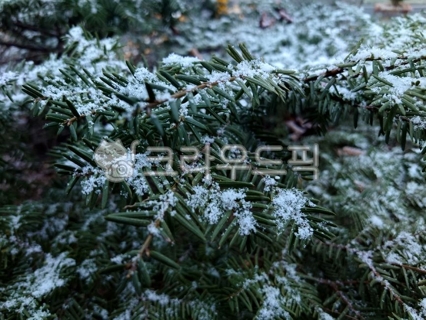 nature, 자연, weather, 날씨, tree, 사진,이미지,일러스트,캘리그라피 - N1523115작가