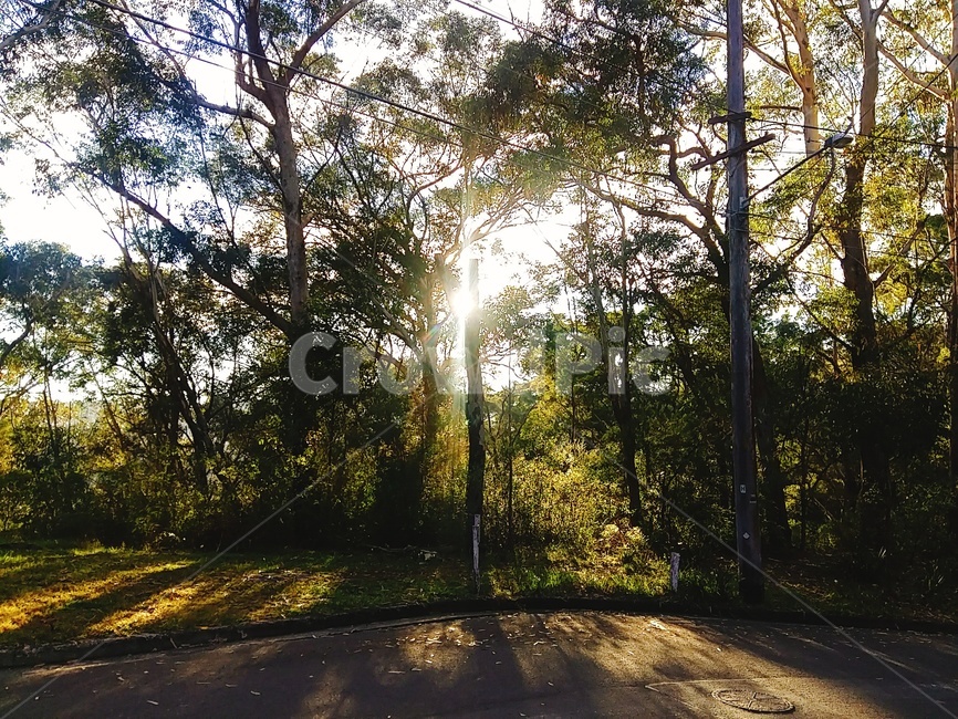 플레어,light,빛,sunlight,햇빛,아침,숲