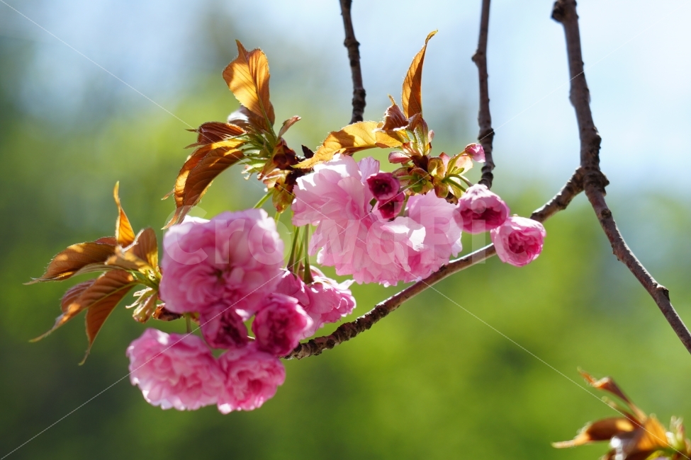 겹벚꽃,봄,꽃,플라워,나무,나뭇가지,하늘,이파리,자연,flower,nature,tree,spring,4월,식물,계절,season,감성,접사,macro,풍경,landscape,꽃사진,스냅,스넵,snap,경치,마크로,closeup,클로즈업,푸른하늘,sky,힐링,healing,식물,자연,plants,nature,봄,계절,spring,season,꽃,flower,plant,blossom