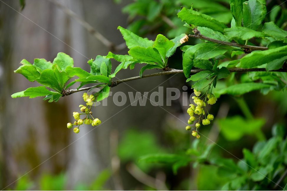 매발톱나무,야생화,꽃,식물,자연,생태,플라워,flower,plants,nature,식물,자연,plants,nature