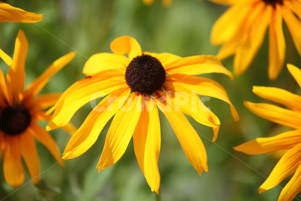 루드베키아,꽃,여름,천인국,coneflower