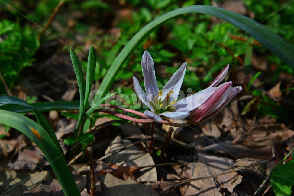 plant,식물,blossom,flower,꽃,산자고,산자고꽃,야생화,봄꽃