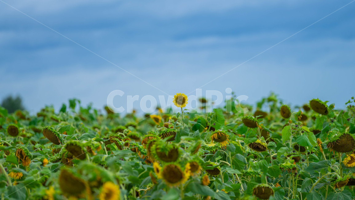 꽃,자연,해바라기,풍경,희망