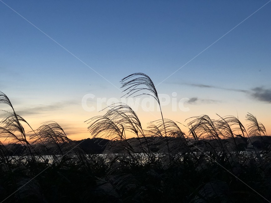 갈대,해질녘,가을,저녁,들판,들녘,하늘,sky,fall,autume,evening,field,plain,reed