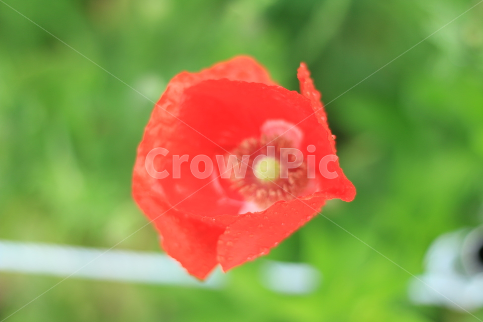 여름,향기,비,양귀비,위로,식물,자연,plants,nature,꽃,flower