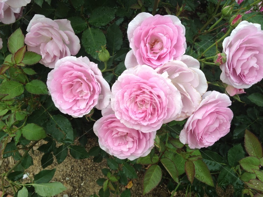 rose,장미,plant,식물,blossom,꽃,flower,분홍장미,핑크,핑크로즈