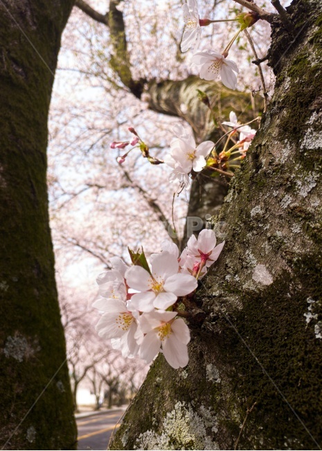 꽃,벗꽃,풍경,감성,자연,하늘,봄,계절,spring,season,식물,자연,plants,nature,꽃,flower,plant,blossom