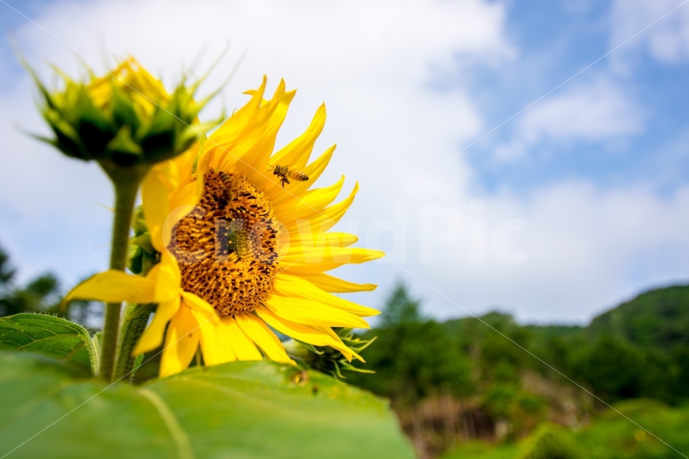 해바라기,풍경,함양,감성사진,스냅,여름,계절,summer,season,식물,자연,plants,nature,꽃,flower,동물,animal,곤충,벌레,insect,bug,plant