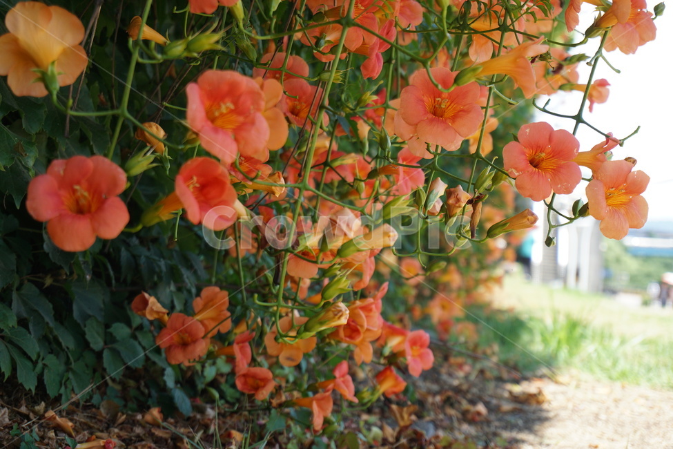 능소화,어사화,꽃,여름,능소화벽,자연,풍경,주홍,식물,자연,plants,nature,꽃,flower