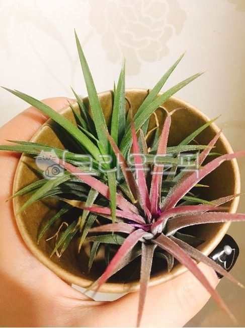 식물,plant,틸란드시아,공기정화식물,시아네아