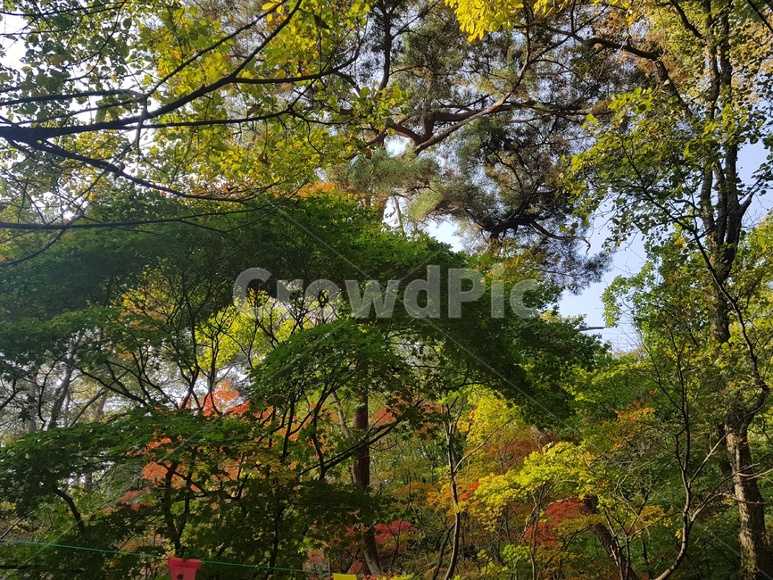 북한산국립공원,도봉산,낙엽,가을풍경,나무,바위