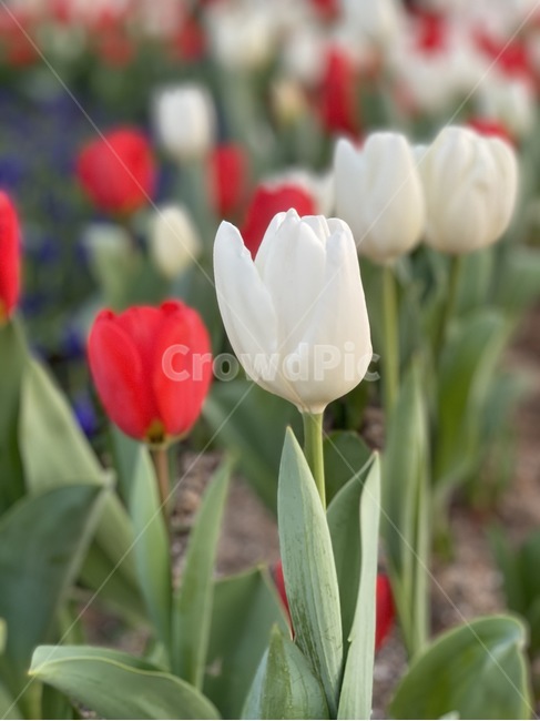 식물,꽃,flower,튤립,자연