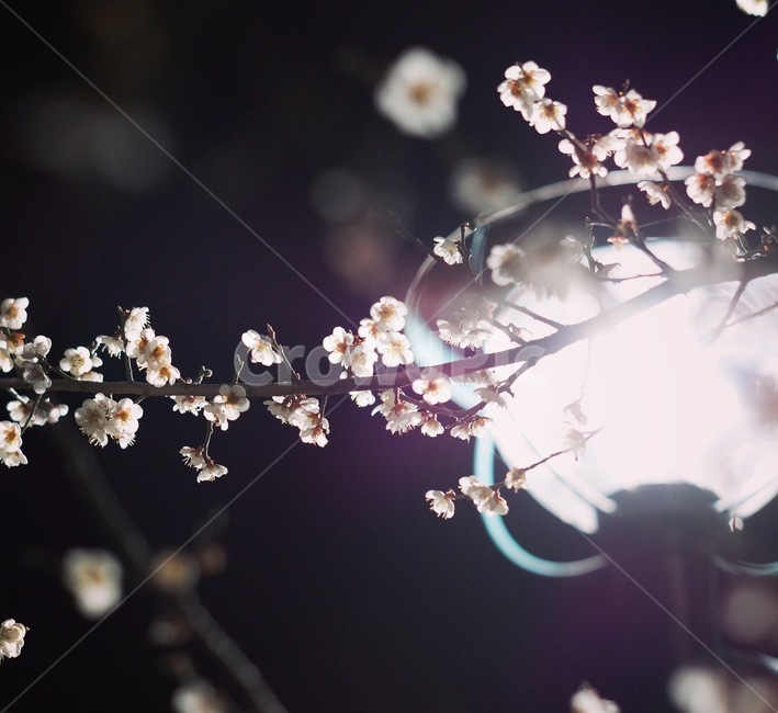 plant,blossom,cherryblossom,flower,springflower,벚꽃,벚꽃야경,야경,밤,풍경,nightscape,night,landscape,식물,자연,plants,nature,꽃,flower
