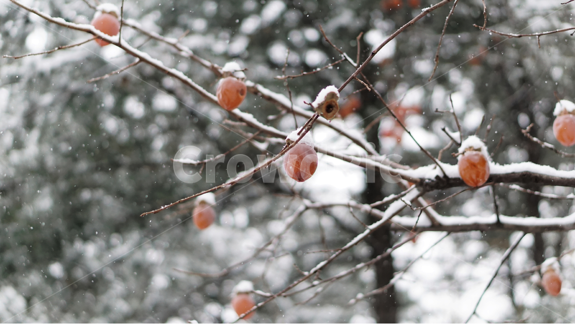 겨울,눈,감,감나무,자연,겨울,계절,winter,season,식물,자연,plants,nature,과일,열매,fruit