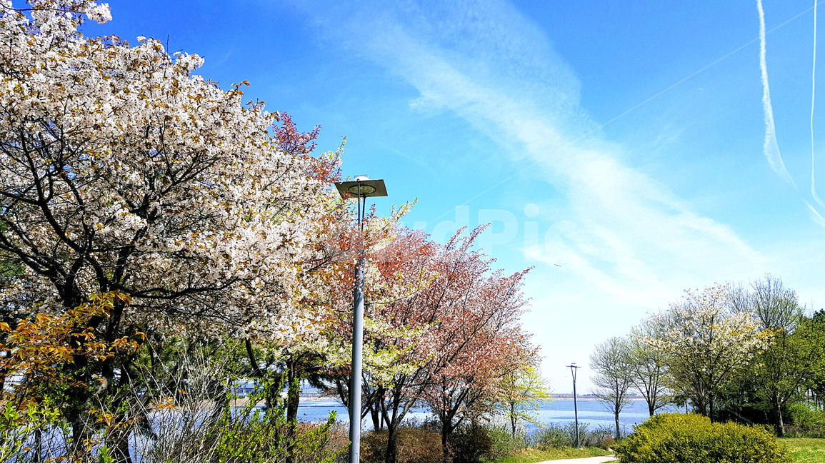 벚꽃,하늘,구름,산책,봄,봄날,산책길,공원,저수지,봄,계절,spring,season,자연,풍경,nature,landscape,plant,식물