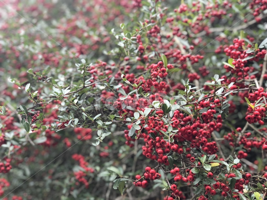 빨간열매나무,빨간열매,나무,봄,감성,색감,식물,자연,plants,nature,과일,열매,fruit