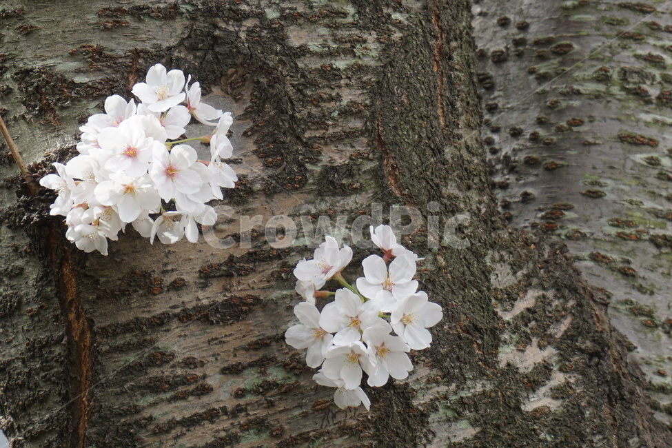 봄,꽃잎,벚꽃,벚꽃나무,활짝피다,4월,순수,봄,계절,spring,season,식물,자연,plants,nature,꽃,flower,plant,geranium,제라늄,blossom